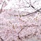 淡く