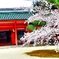 桜 平安神宮寺