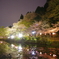 桜と池