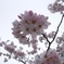 川辺のお花見