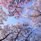 桜色の空