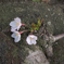 桜_1