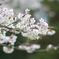 桜満開