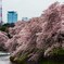 桜　花曇り