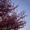 2010年の桜
