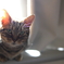 朝の日差しと猫のひげ