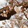 姫路城の桜