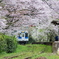 桜が残っていました in 2016