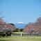 富士見桜