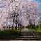 しだれ桜の散歩道