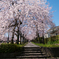 しだれ桜の散歩道