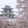 墨俣城の桜