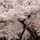 桜一色