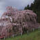 三春滝桜