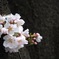 桜2_E-M10