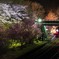 夜桜Ⅱ