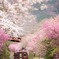 桜も満開になりました