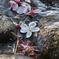 散り行く桜の行方は・・・