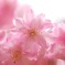 ふんわり桜祭り
