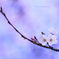☆Good-Bye 桜姫