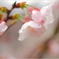 sakura drops.