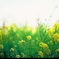 菜の花