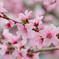 桃の花、満開