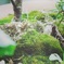 苔てぃっす。