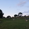 Sheeps