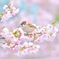 桜すずめ