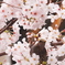 桜と鳥