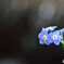forget me not