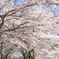 桜のトンネル