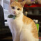 猫猫