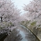 桜川
