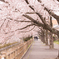 桜トンネル