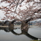 春の錦帯橋。