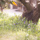 桜の木の下で