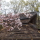 桜と竪穴式住居