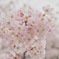 桜in浅草