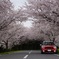 SAKURA　2016