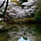 水間公園の桜
