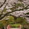 水間公園の桜2