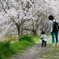 桜道てくてく
