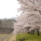花曇りの桜