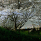 多摩川河川敷夜桜その2