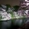 夜桜