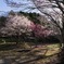 Scene of SAKURA (cherry blossoms) #05