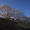 Scene of SAKURA (cherry blossoms) #06