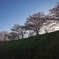Scene of SAKURA (cherry blossoms) #07